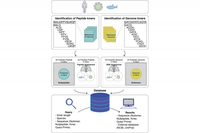 Illustration of the derivation of kmers, nullomers, and nucleic quasi-primes in reference genomes and of kmer peptides, nullpeptides and quasi-prime peptides in reference proteomes.