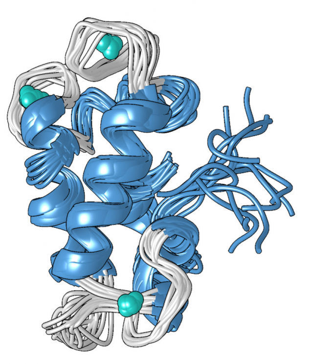 A structural model of the compact metal-bound form of the lanmodulin protein, which is 100 million times better at binding to lanthanides — the rare-earth metals used in smartphones and other technologies — than to other metals like calcium. IMAGE: PENN STATE