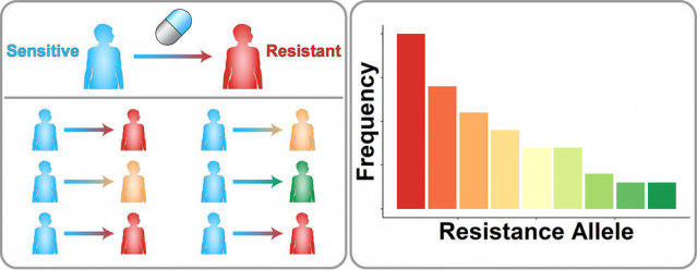 (Left) A schematic of drug resistance across a population of patients. Patients with initially sensitive disease (blue) are treated with a drug. Different genetic mutations cause different resistance mutations (red, yellow, and green). (Right) Tallying up the number of patients associated with each resistance allele, some alleles are more common in the clinical population than others. IMAGE: SCOTT LEIGHOW, PENN STATE