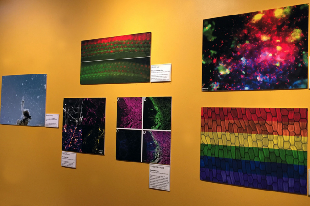 A recent art exhibition in downtown State College featured 18 works by Penn State scientists. IMAGE: PENN STATE