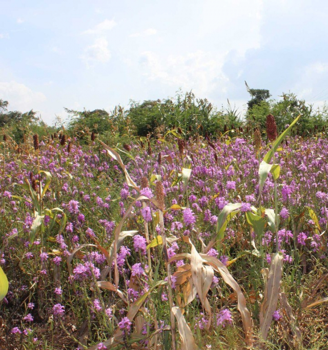 The parasitic plant witchweed, which has bright flowers, has a variety of hosts, including the important cereal crop sorghum. A new study reveals that sorghum plants where witchweed is most prevalent are locally adapted to deal with the parasite by having a mutation in the LGS1 gene. IMAGE: S.M. RUNO, KENYATTA UNIVERSITY