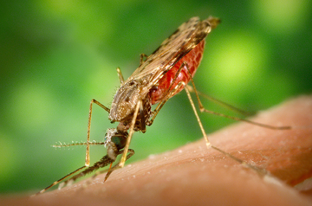 New research shows that sporozoite stage parasites inside their mosquito host use translational repression to prepare for unpredictable transmission from mosquitoes to humans. This energetically expensive strategy might have weak spots that could be exploited to fight malaria.