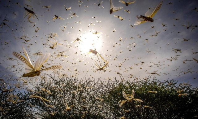 A locust swarm in northeast Kenya. The United Nations Food and Agriculture Organization has warned that the swarms already seen in Somalia, Kenya and Ethiopia could range farther afield. IMAGE: SVEN TORFINN/FAO