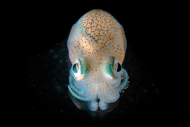 Hawaiian bobtail squid. Two genetic factors that control the expression of a key gene required by the luminescent bacteria that inhabit the squid’s light organs to kill competing bacterial cells have been identified. IMAGE: NATE FOLLMER, PENN STATE