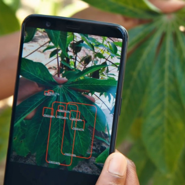 PlantVillage "Nuru," a smartphone app that is capable of accurately diagnosing cassava diseases offline without an internet connection, is expanding to detect and diagnose diseases of potatoes, yams and bananas, as well as crop damage from the invasive fall armyworm. IMAGE: COURTESY OF PLANTVILLAGE, PENN STATE