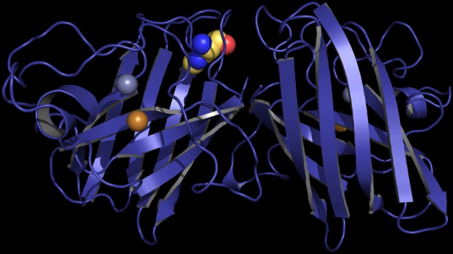 Penn State researchers studied how an environmental toxin may affect the structure of a protein and lead to a neurodegenerative disease. Above is a model of the protein, copper-zinc superoxide dismutase, with the toxin, β-Methylamino-L-alanine, incorporated into its structure.  IMAGE: ELIZABETH PROCTOR