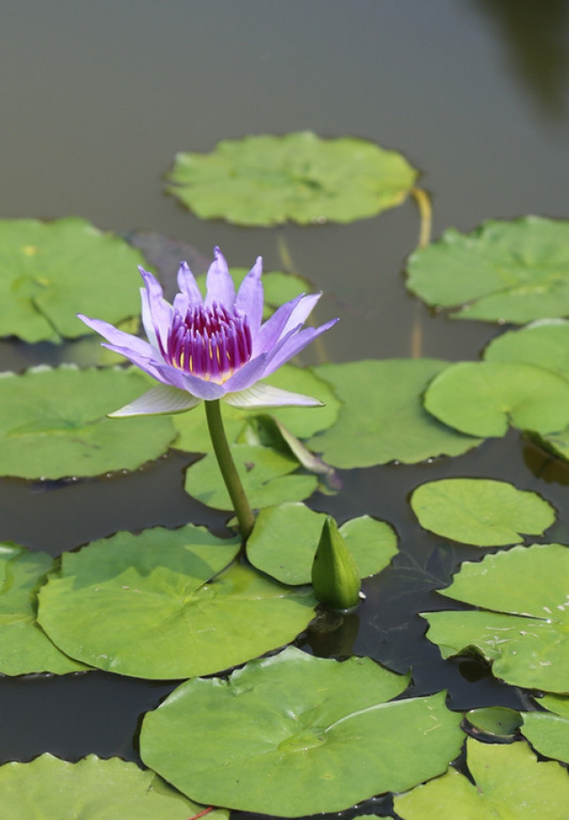 Water lily of the species Nymphaea colorata. The newly reported genome sequence of the water lily sheds light on the early evolution of angiosperms, the group of all flowering plants. IMAGE: LIANGSHENG ZHANG