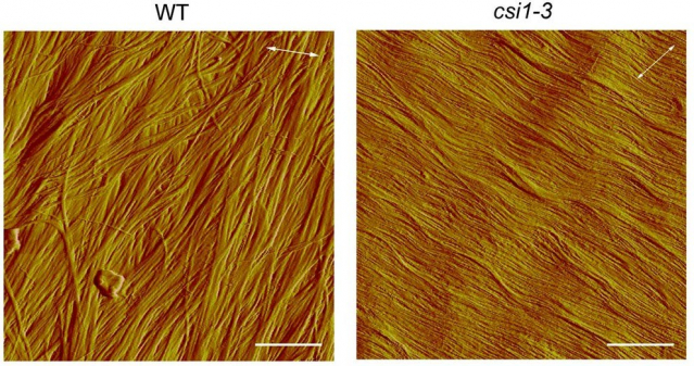 According to a new study, the protein CSI1 and the alternating angle of the many layers that make up a cell’s wall, creating a herringbone pattern (left), are critical for cell growth. The cell wall layers of a mutant plant without the protein CSI1 are all oriented in the same direction (right), and the mutant’s growth is restricted. IMAGE: GU LAB, PENN STATE