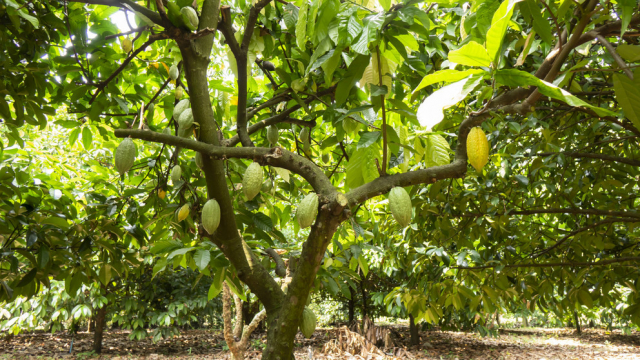 The researchers measured the susceptibility of 60 genetically diverse genotypes of cacao to Phytophthora palmivora — a major cacao pathogen with global importance — by first collecting leaf samples from cacao trees at the International Cocoa Collection (known as CATIE), in Turrialba, Costa Rica.  IMAGE: PENN STATE