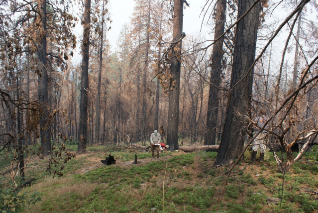 Researchers measure post-fire carbon emissions in Yosemite National Park. Forests in the park hold more carbon today than they did 120 years ago despite burning in a severe wildfire in 2013. IMAGE: ALAN TAYLOR