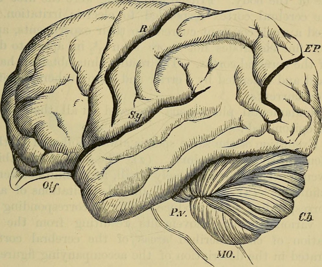 Hand-book of physiology, 1892, Baker, William Morrant orangutan brain. IMAGE: PUBLIC DOMAIN