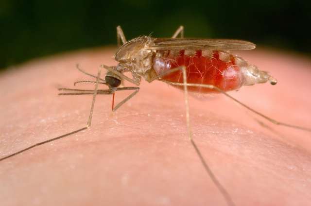 An Anopheles freeborni mosquito takes a blood meal. Native to North America, An. freeborni is one species that researchers say could spread Mayaro virus in the United States. IMAGE: JAMES GATHANY, CENTERS FOR DISEASE CONTROL