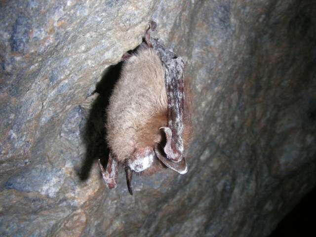 A hibernating little brown bat showing the symptoms of white-nose syndrome. IMAGE: MARVIN MORIARTY/USFWS