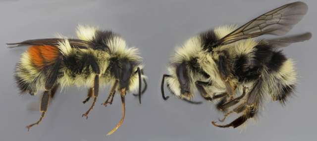 A new study led by researchers at Penn State has identified the gene responsible for the color switch between the red and black color forms of the bumble bee, Bombus melanopygus. The black form is similar to other bees in the Pacific Coastal region while the red form is similar to other bees in the Rocky Mountain region. IMAGE: LI TIAN, PENN STATE