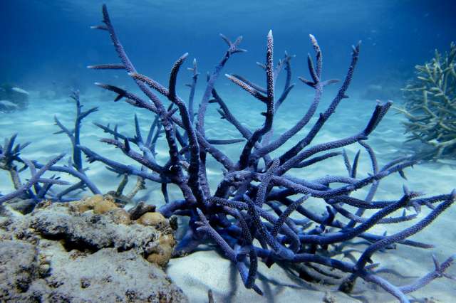 A blue Acroporid coral in Lizard Island lagoon off the coast of Australia. New research shows that corals and their microbiomes have coevolved for hundreds of millions of years. IMAGE: F. JOSEPH POLLOCK, PENN STATE
