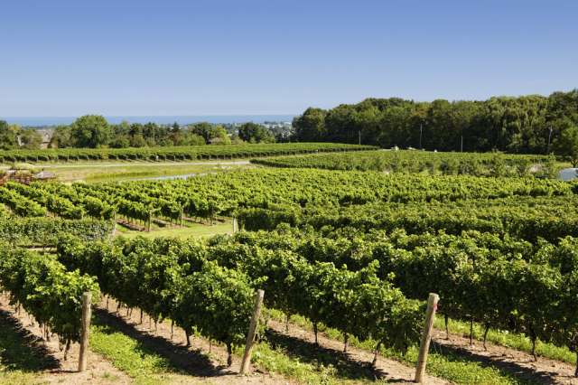 Consistent with the expectation that experts view native "grapey"-associated odors as a fault, wines with medium to high concentrations of methyl anthranilate approximating the intensity of the compound in Concord or Niagara wines were largely rejected by wine experts in California. IMAGE: © GETTY IMAGES / IHOE