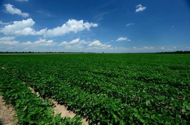 Soybean was a logical crop on which to conduct the research. It is the most widely grown legume in the world. The research is important because it portends how crop yields and tolerance for conditions such as drought and extreme heat will be enhanced in the future, according to lead researcher Sally Mackenzie, professor in the departments of Biology and Plant Science at Penn State. IMAGE: STEPHEN KIRKPATRICK / USDA NATIONAL RESOURCE CONSERVATION SERVICE