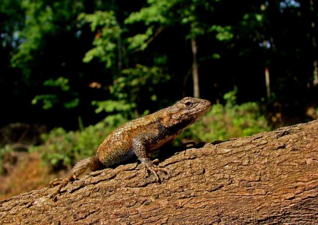 Lizards increasingly rely on camouflage to avoid predators as you move southward across their range, but the presence of invasive fire ants reverses this pattern. IMAGE: LANGKILDE LAB, PENN STATE