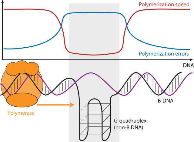The speed and error rate of DNA Synthesis differs between regions of the genome that form the usual DNA structure (B DNA) and those regions that can form other structures (non-B DNA). Regions that can form G-quadruplexes (illustrated) slow down DNA synthesis and increase error rates, other non-B DNA structures can have the opposite effect. This phenomenon could help explain increased human genetic variation and increased divergence between human and orangutan at these sites and has implications for understanding cancer and neurological diseases associated with non-B DNA. IMAGE: WILFRIED GUIBLET, PENN STATE