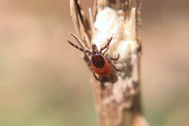 A "questing" female Ixodes scapularis (blacklegged tick) reaches out in hopes of climbing aboard a host. Researchers say the blacklegged tick, the primary vector of Lyme disease, was almost nonexistent in Pennsylvania in the 1960s but now is the state's dominant tick species. IMAGE: JOYCE SAKAMOTO/PENN STATE