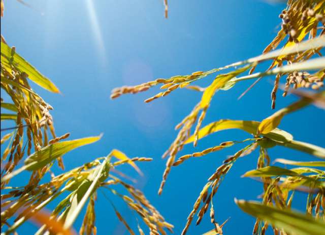 A new study used rice seedlings to demonstrate that the stress of hotter temperatures may trigger a response in a plant’s RNA to manage the change in its environment. IMAGE: PETER NGUYEN
