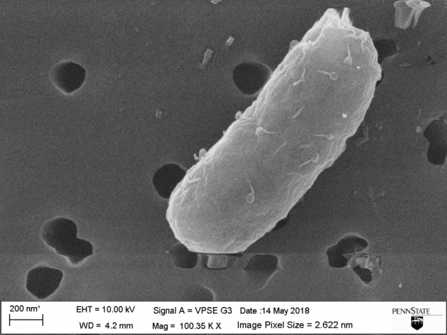 The virus SW1 is carried by cells so that related bacteria may recognize other SW1 carriers and kill bacteria that do not have the virus, giving bacteria with SW1 a competitive advantage when foraging for food. IMAGE: SOOYEON SONG AND MISSY HAZEN/PENN STATE