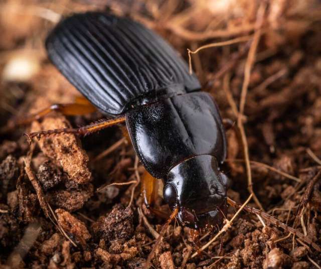 When Pennsylvania ground beetles are not defending themselves they are friends of agriculture, consuming up to their body weight daily, eating pests such as aphids, moth and beetle larvae, as well as slugs and snails. They can spray their defensive chemicals a distance multiple times their body length. IMAGE: NICK SLOFF PENN STATE