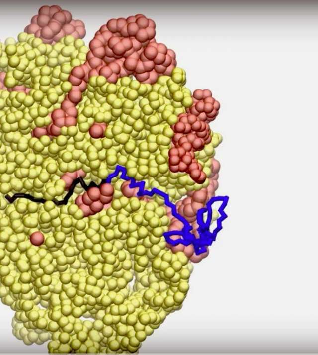 In this image, a protein (blue and black) is beginning to make its long (molecularly speaking) journey from the ribosome (red and yellow) through the tube and toward its eventual folding. IMAGE: PENN STATE