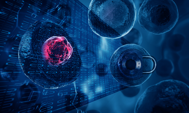 Living cells, regardless of the type, can be kept around for a long time and because they move constantly, can be photographed repeatedly to create new encryption keys. IMAGE: JENNIFER M. MCCANN / PENN STATE MRI