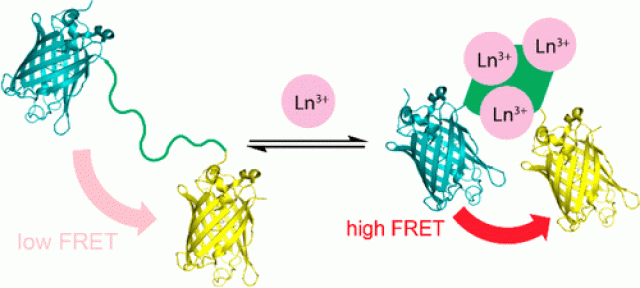 A new sensor changes its fluorescence when it binds to lanthanides (Ln), rare earth metals used in smartphones and other technologies, potentially providing a more efficient and cost-effective way to detect these elusive metals. IMAGE: COTRUVO LAB, PENN STATE