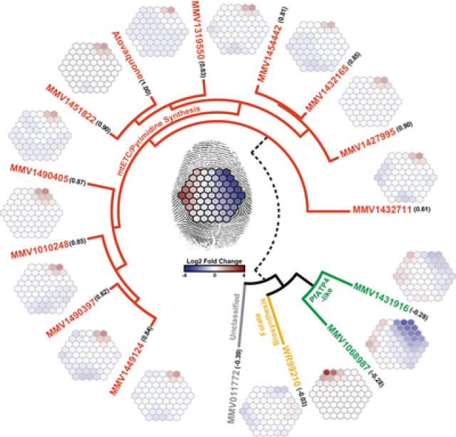 An international research team has identified more than 600 new antimalarial drug candidates from a screen of over 500,000 chemical compounds. Researchers at Penn State then used a method they developed called metabolic fingerprint profiling to determine if 13 of the most potent compounds affect the malaria parasite’s metabolism. The method identifies similar patterns in metabolic response, and revealed that ten of the compounds (red branch) target the same metabolic pathway, the mitochondrial electron transport chain. Credit: Llinás lab, Penn State