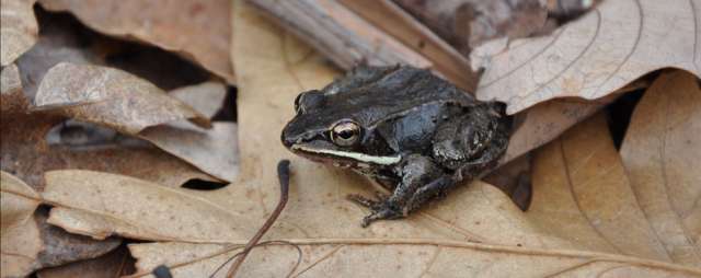 Wood frogs rely on sound to find mates and reproduce, but many breeding ponds are located near noisy roads. A new study reveals that traffic noise is stressful to frogs and impairs the production of antimicrobial peptides — an important defense mechanism against pathogens like the chytrid fungus. IMAGE: LINDSEY SWIERK