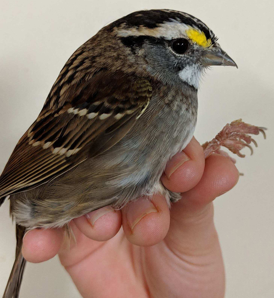 White-throated sparrows are among the best-studied North American songbirds. With a typical wingspan of 6 to 7 inches, it breeds primarily in northern boreal coniferous and mixed forests and, a short-distance migrant, winters mainly in the southeastern U.S. To make these migrations, the bird's body changes significantly. IMAGE: PAUL BARTELL / PENN STATE