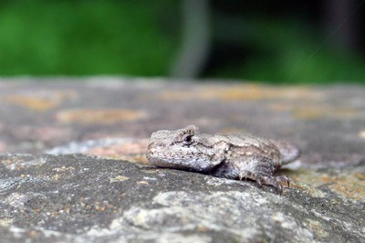 A new study by Penn State researchers reveals that lizard with ancestors who were frequently exposed to stressful encounters with invasive fire ants have an improved immune response to stress. Photo credit: Gail McCormick, Penn State