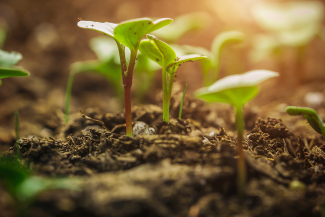 Preview image for An Overview of the Agricultural Biotech Industry - Another Career Option for Biotech Students