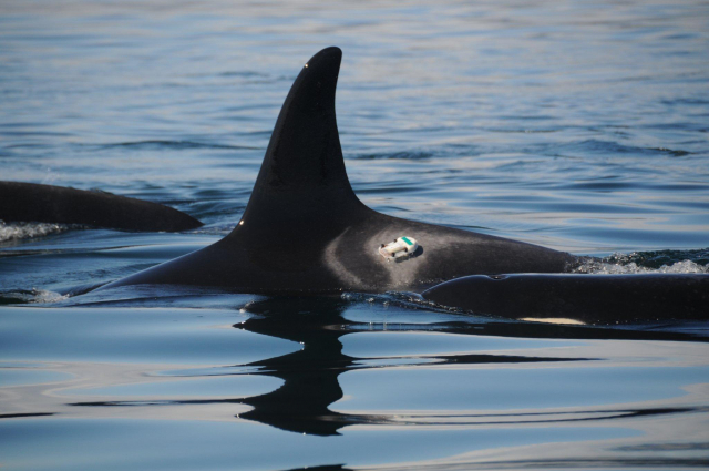 The Dtag attached to an area just posterior to the dorsal fin. The tag sits on the "saddle patch," a unique marking - just like a fingerprint - and is one of the main ways to tell all killer whales apart. No two saddle patches are the same. CREDIT: Candice K. Emmons; Taken under federal permits NMFS #'s 781-1824 and 16163