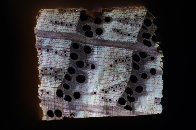 Image description