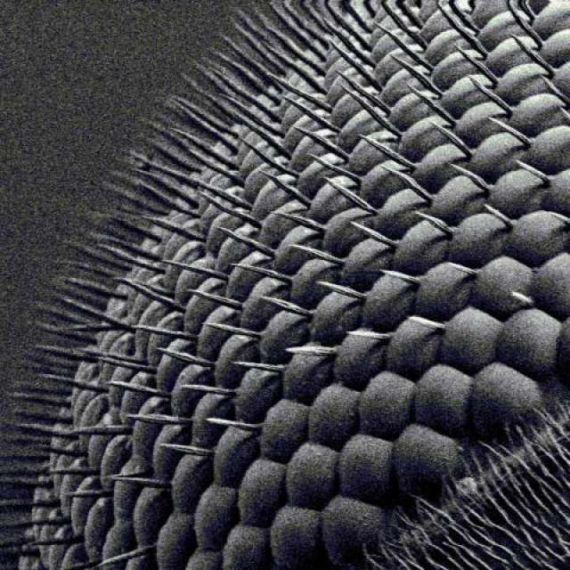 Drosophila eye, Instrument: Zeiss Sigma FESEM