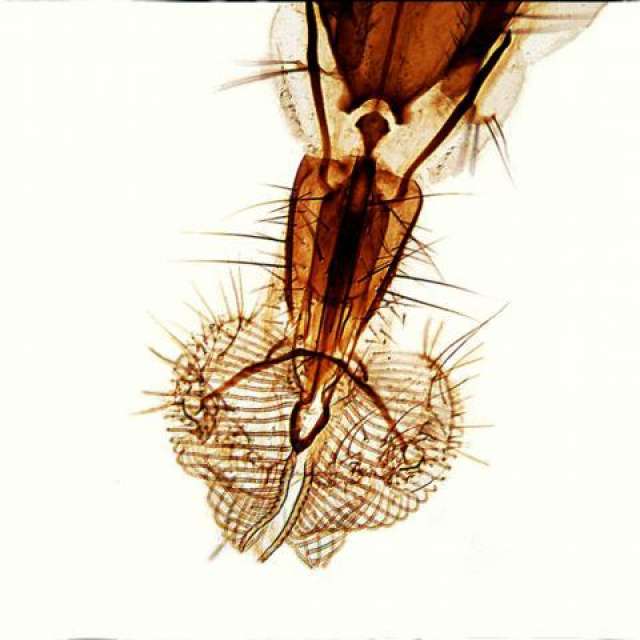 Housefly foot