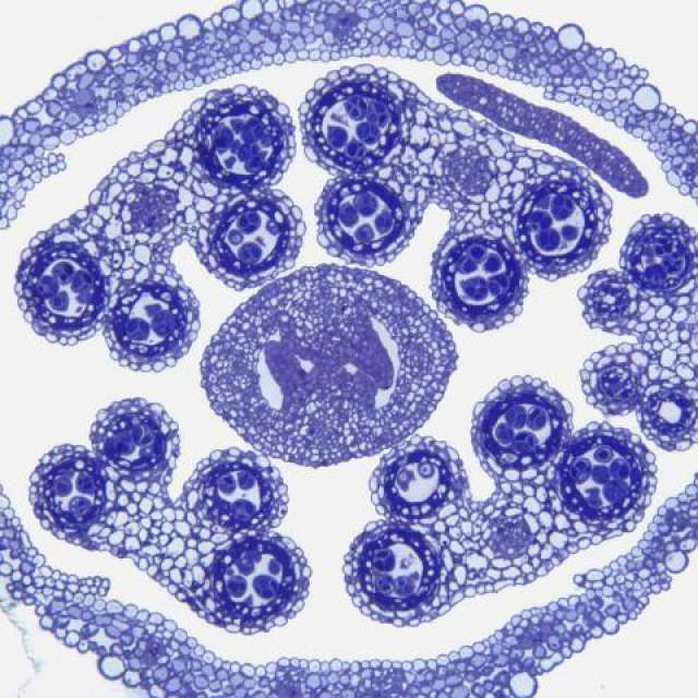 Arabidopsis anther with toluidine blue stain